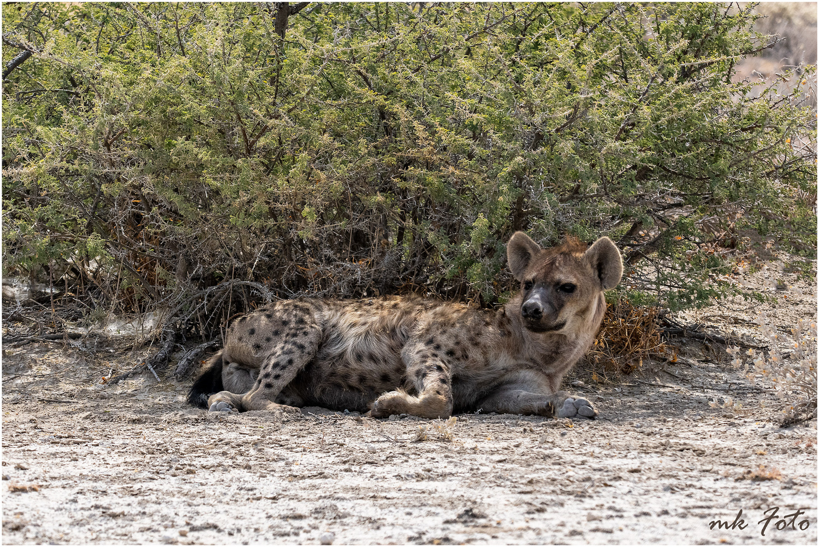 Tüpfelhyäne im Etosha NP