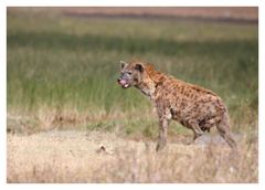 Tüpfelhyäne im Ngorongoro Krater (Tansania)