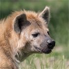 Tüpfelhyäne im Tierpark Berlin