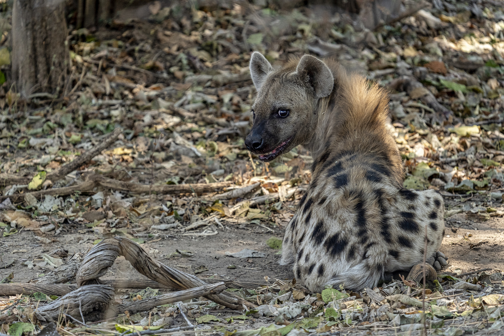 Tüpfelhyäne, Sambia; South Luangwa; Nsefu-Sektor, 2019.09.12.