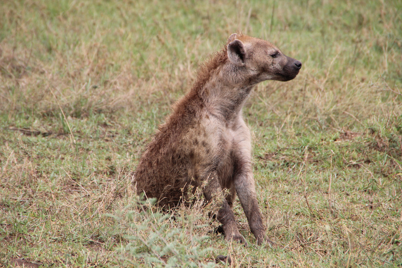 Tüpfelhyäne  -  Spotted Hyaena