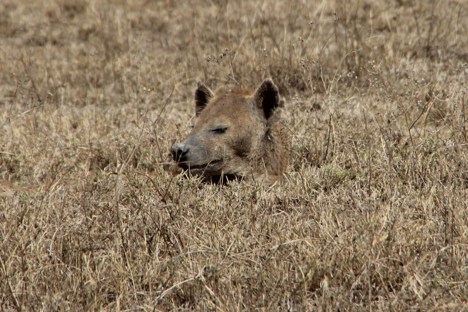 Tüpfelhyäne  (Spotted Hyaena) - gut getarnt