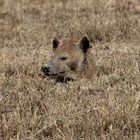 Tüpfelhyäne  (Spotted Hyaena) - gut getarnt