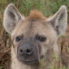 Tüpfelhyäne (Swahili: Fisi) in der Masai Mara