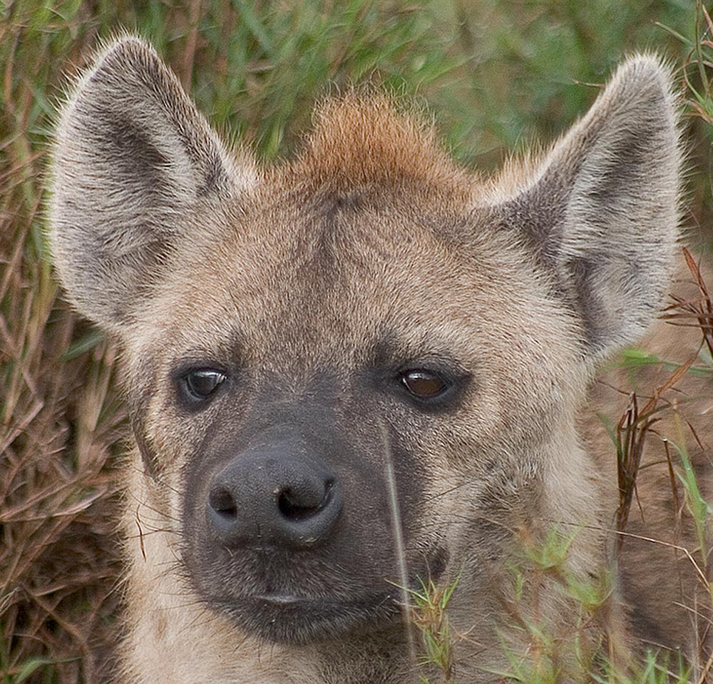 Tüpfelhyäne (Swahili: Fisi) in der Masai Mara