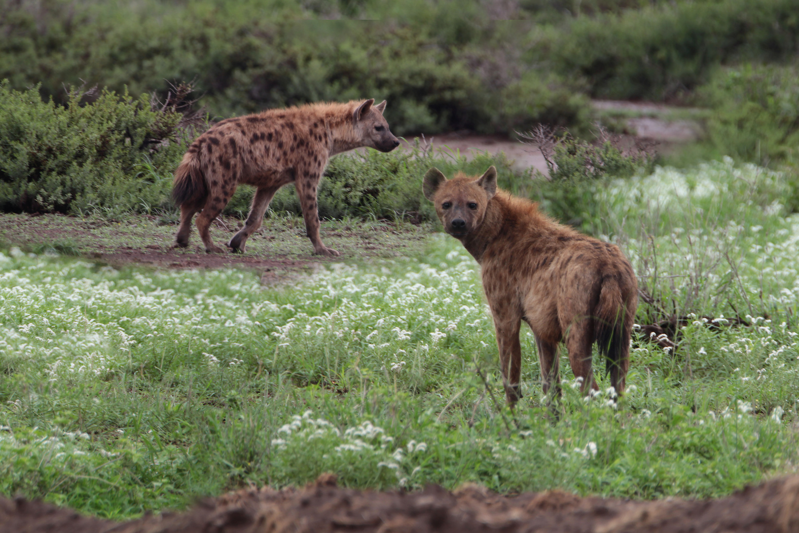 Tüpfelhyänen im Nationalpark Amboseli, Kenia