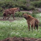 Tüpfelhyänen im Nationalpark Amboseli, Kenia
