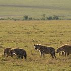 *** Tüpfelhyänen in der Maasai Mara ***