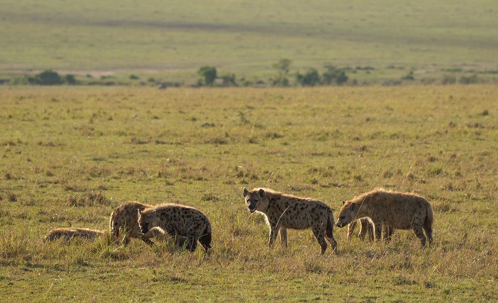 *** Tüpfelhyänen in der Maasai Mara ***