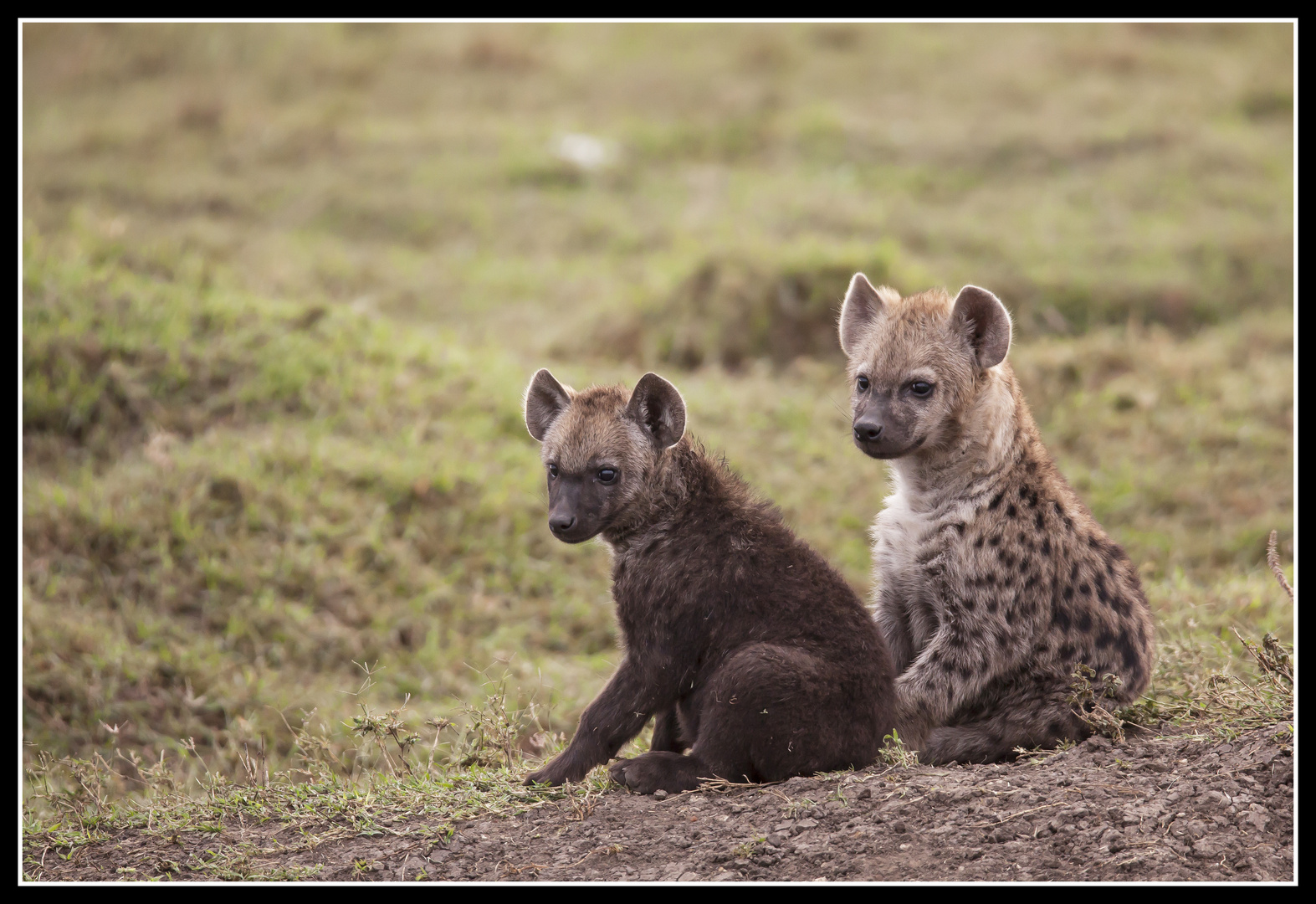 " Tüpfelhyänennachwuchs in der Masai Mara "