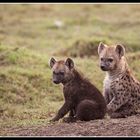 " Tüpfelhyänennachwuchs in der Masai Mara "