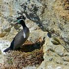 Tüpfelscharbe (Phalacrocorax punctatus)