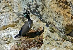 Tüpfelscharbe (Phalacrocorax punctatus)