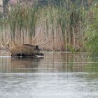 "Tüpfelschwein" Wildschwein  (Sus scrofa) mit Tupfen