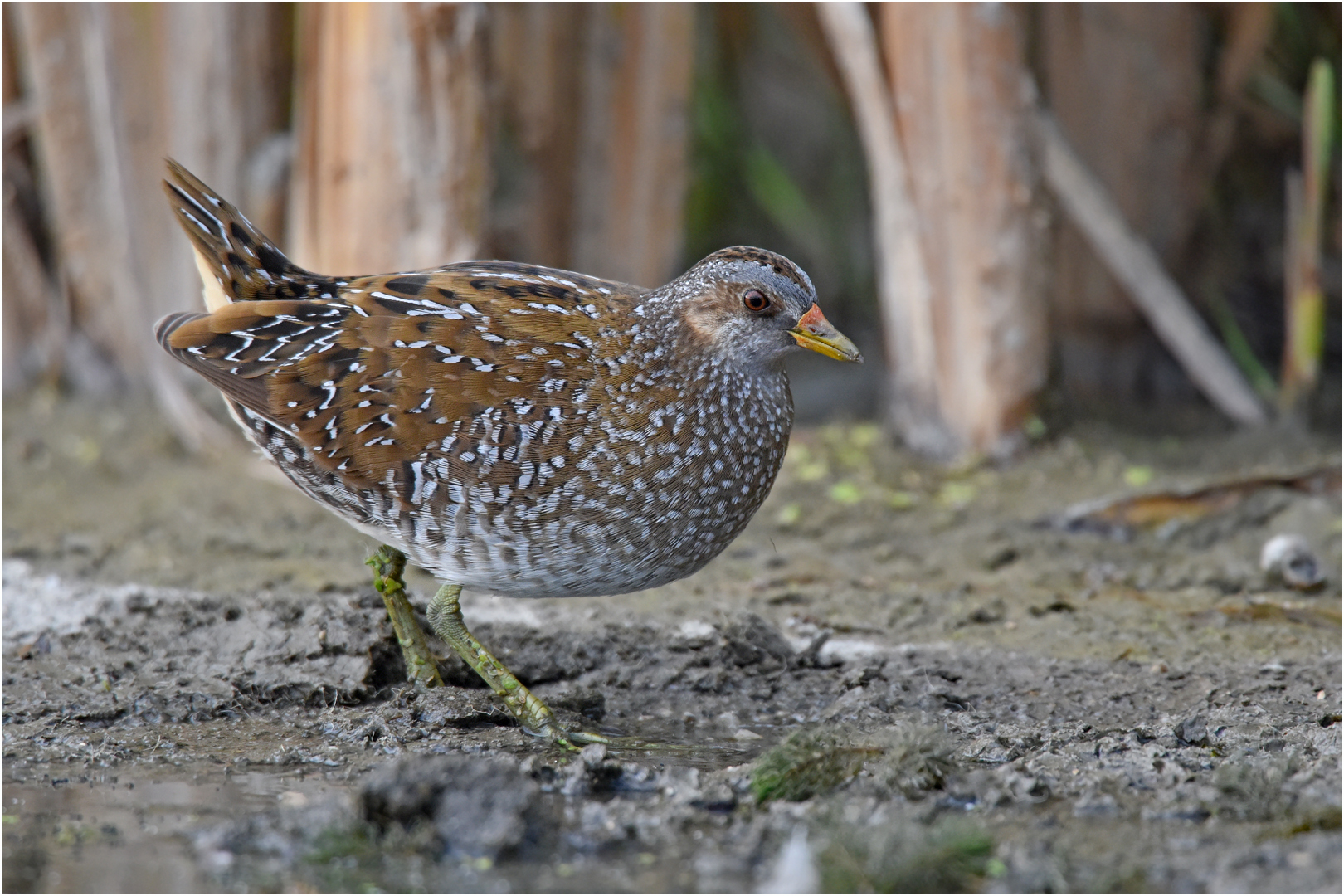 Tüpfelsumpfhuhn