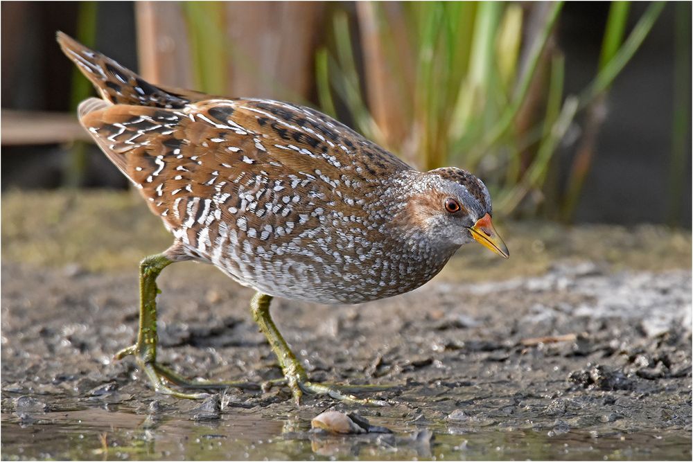 Tüpfelsumpfhuhn