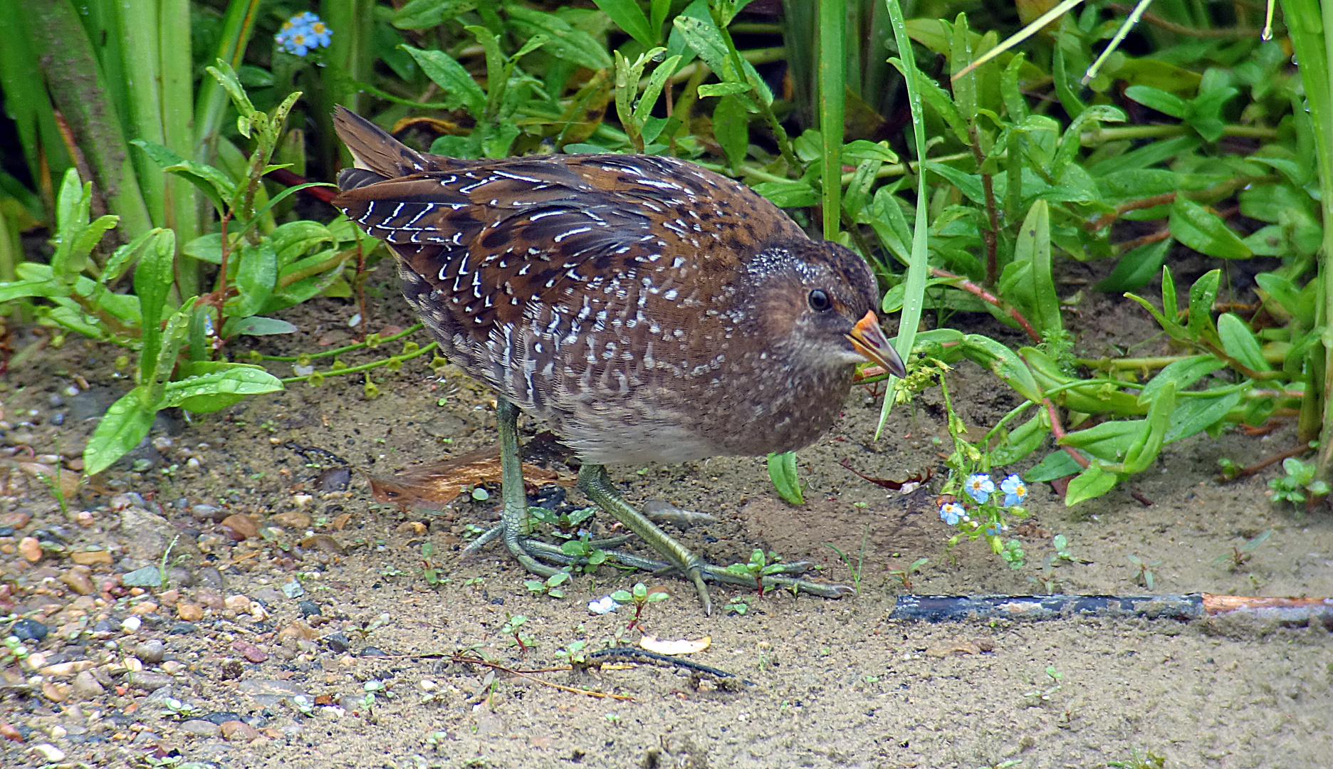 Tüpfelsumpfhuhn, August, Stampf Schweiz