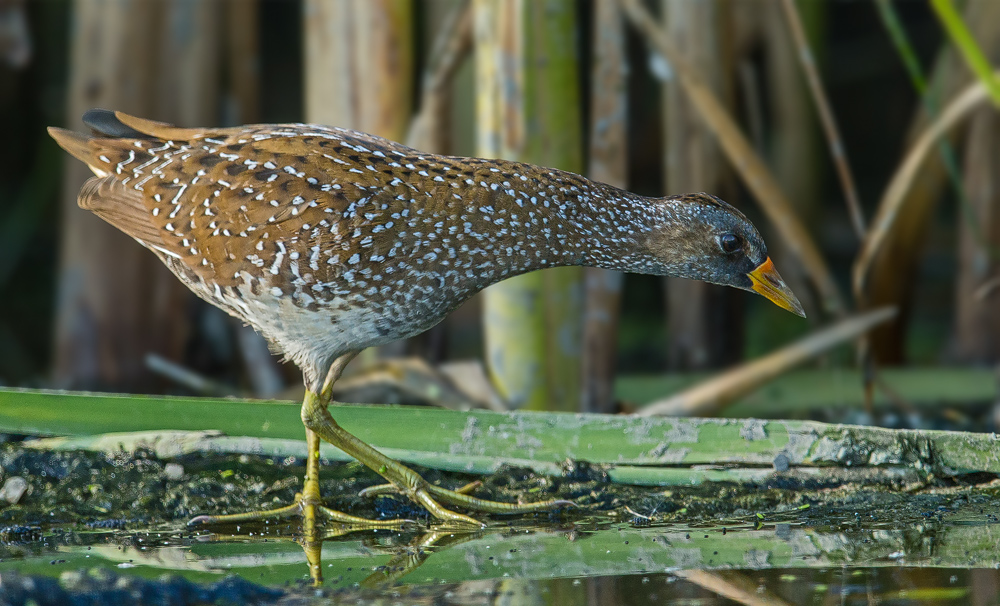 Tüpfelsumpfhuhn bei der Jagd