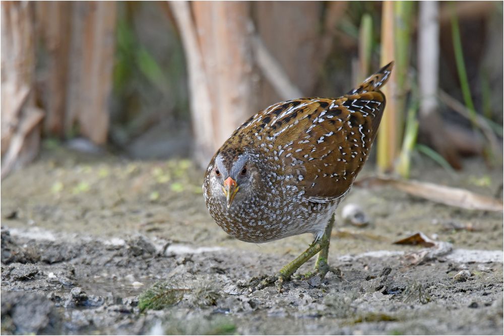 Tüpfelsumpfhuhn