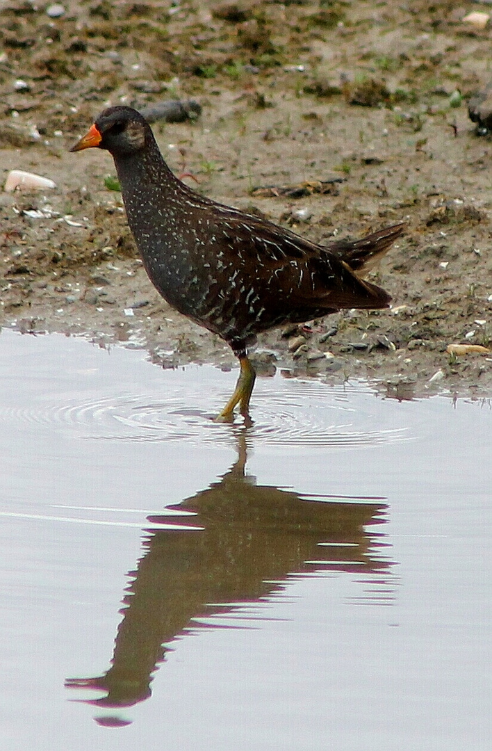 Tüpfelsumpfhuhn