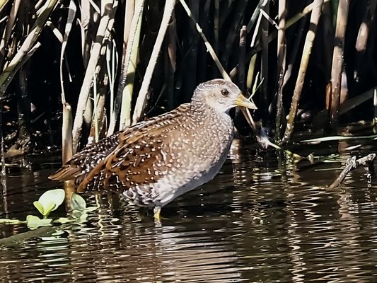 Tüpfelsumpfhuhn, sehr selten