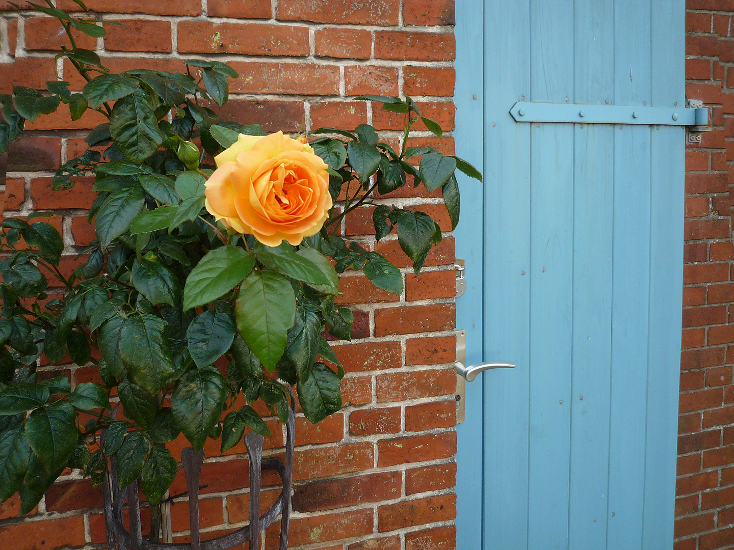 Tür und Blume