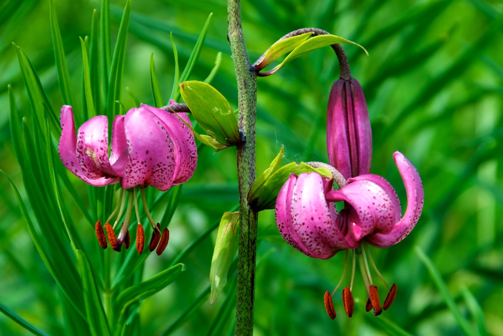 Türckenbundlilie (Lilium martagon)