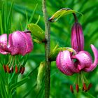 Türckenbundlilie (Lilium martagon)