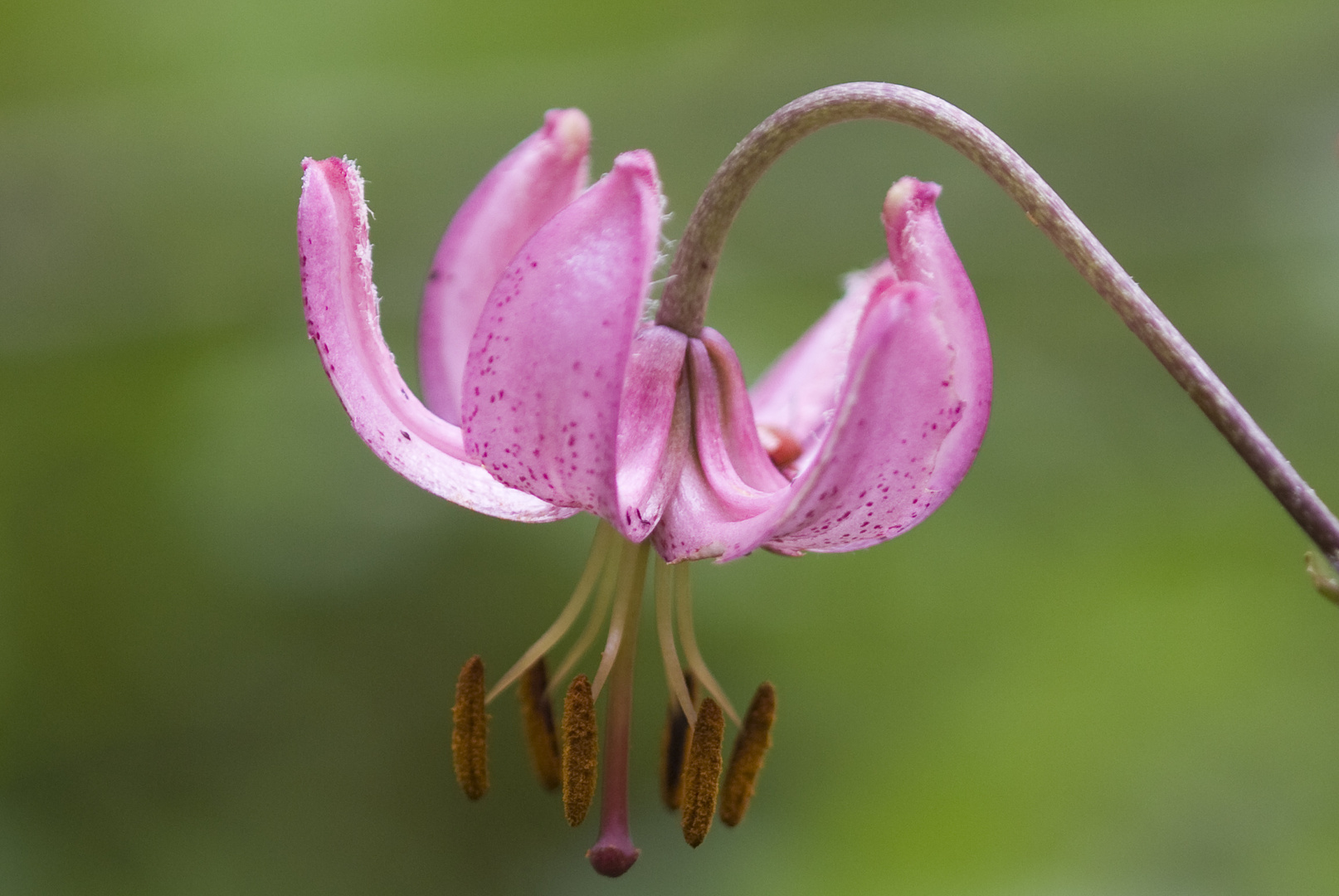 Türeknbund-Lilie (Lilium martagon)