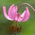 Türeknbund-Lilie (Lilium martagon)