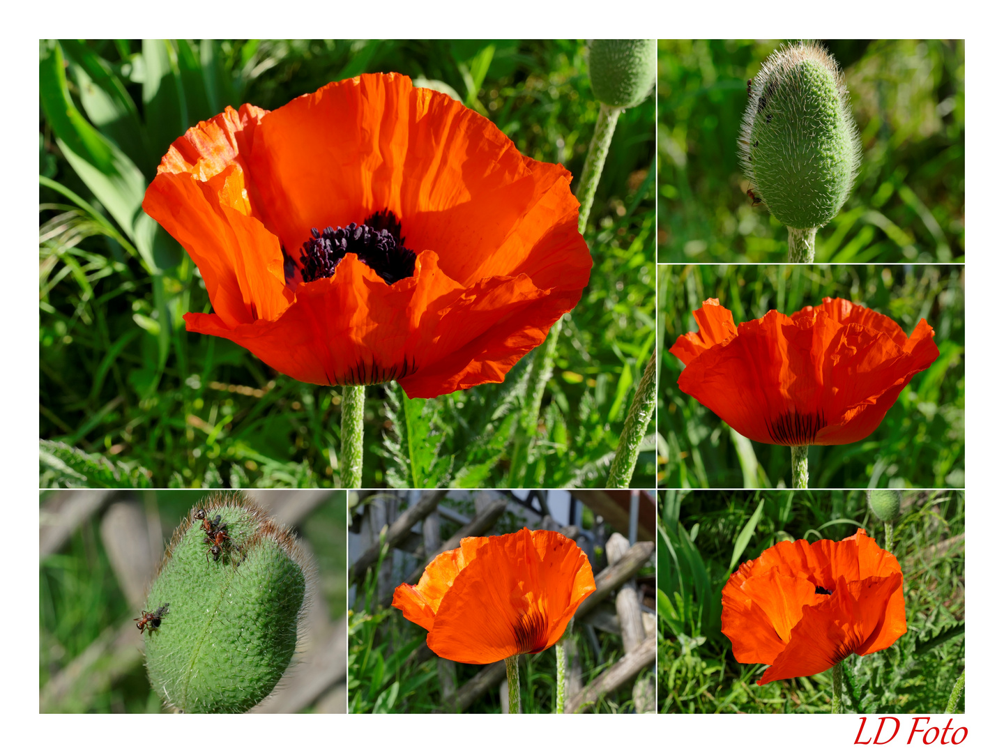 Türk. Mohn 1