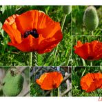 Türk. Mohn 1