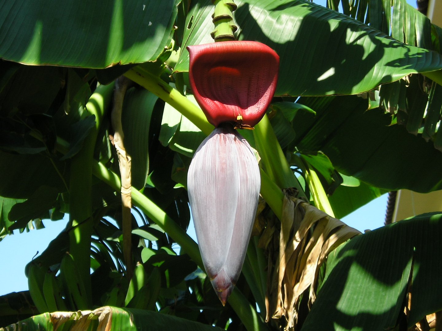 Türkei Bananenblüte 3