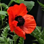 Türken Mohn (Papaver orientale)  