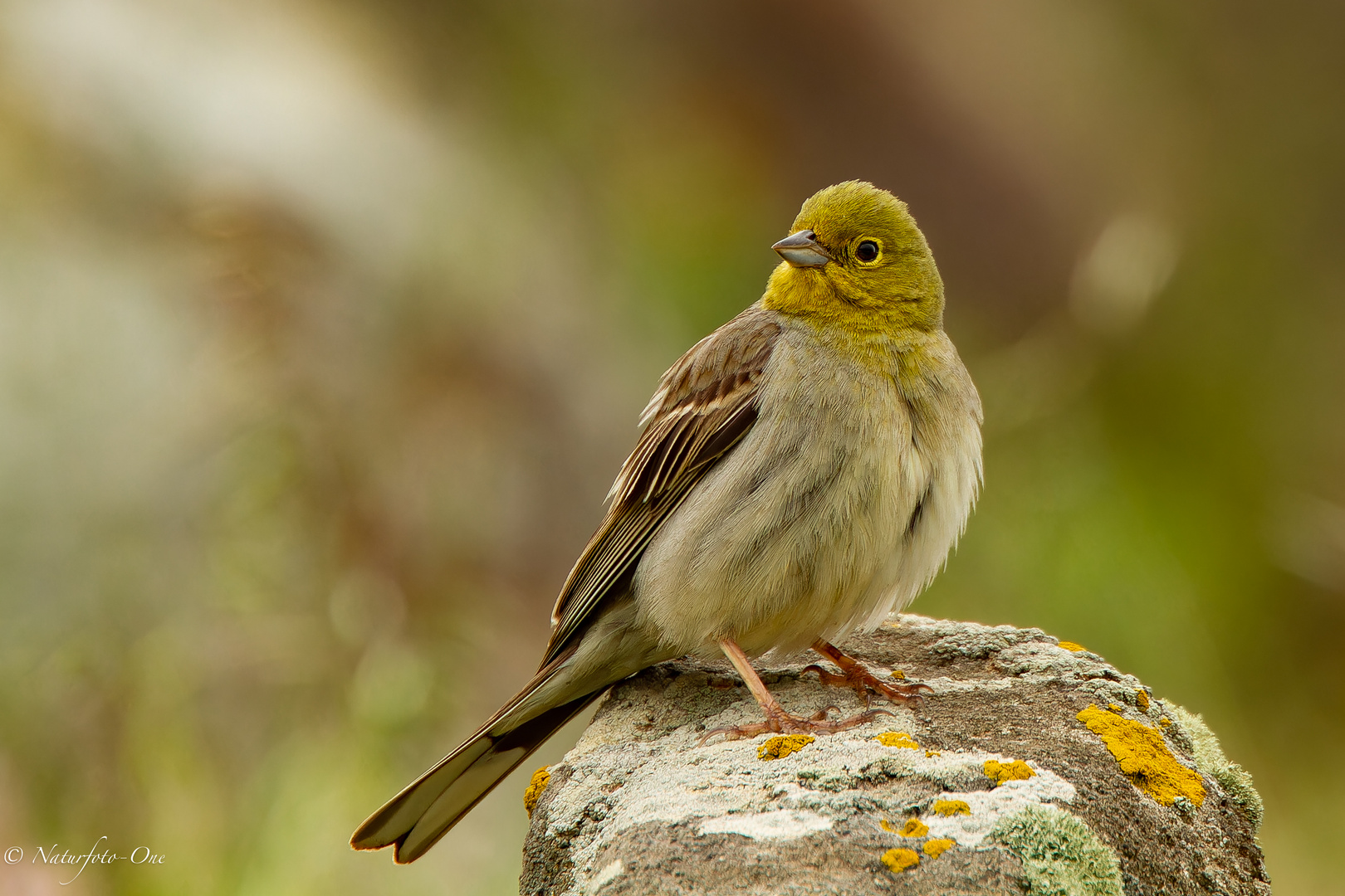 Türkenammer ( Emberiza cineracea )