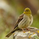 Türkenammer ( Emberiza cineracea )