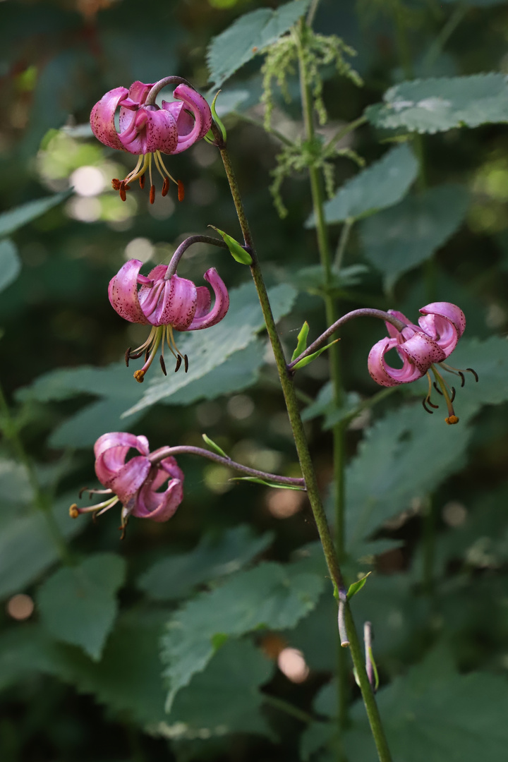 Türkenbund (2019_06_26_EOS 6D Mark II_4210_ji)