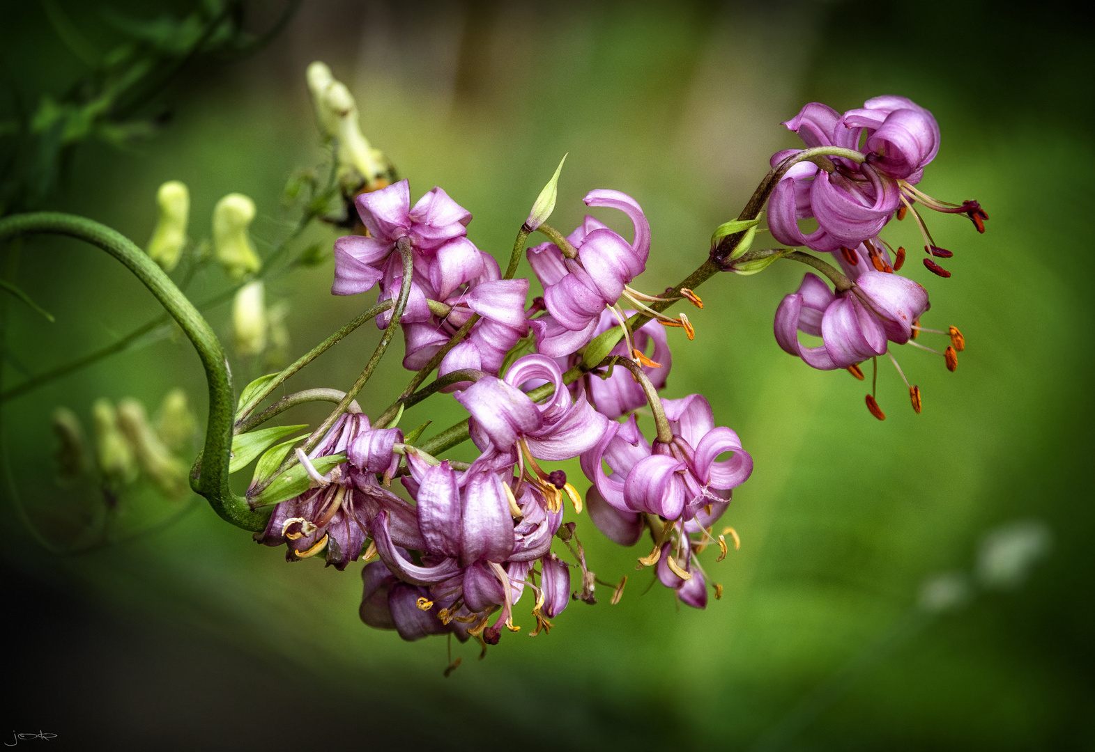 Türkenbund Foto & Bild pflanzen, pilze & flechten, blüten