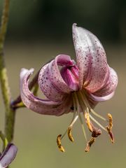 Türkenbund als Mittwochsblümchen