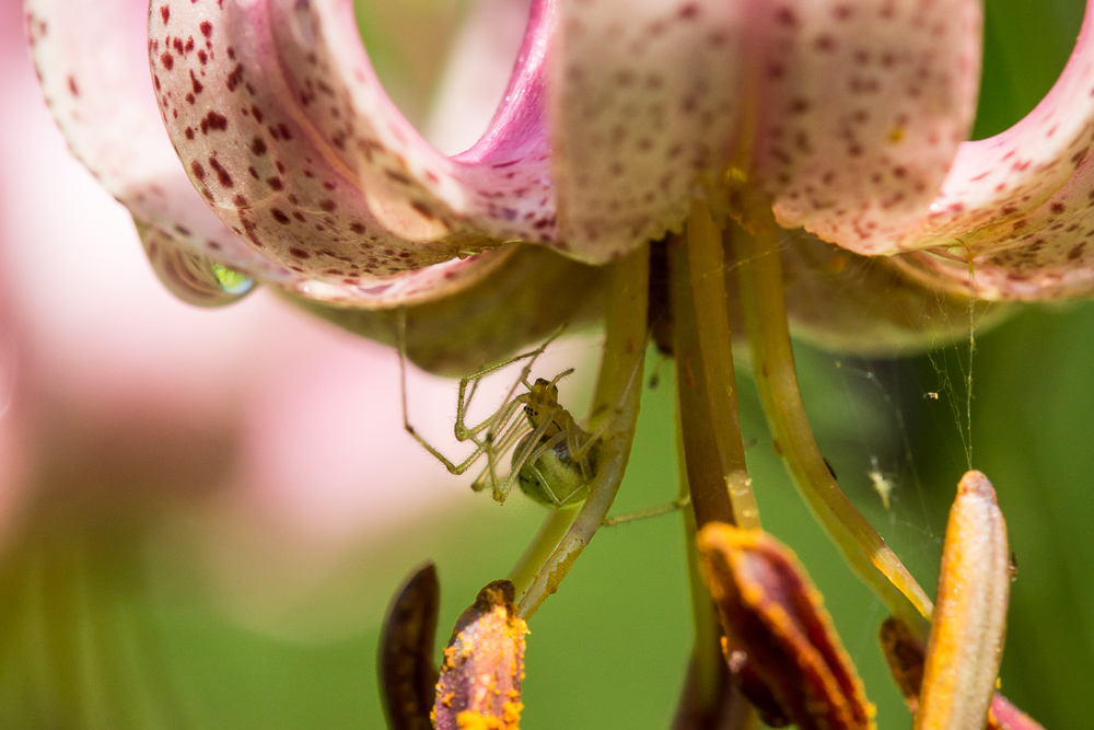 Türkenbund, auch die Spinne fühlt sich wohl