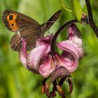 Türkenbund, beliebt beim Mohrenfalter