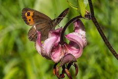 Türkenbund, beliebt beim Mohrenfalter