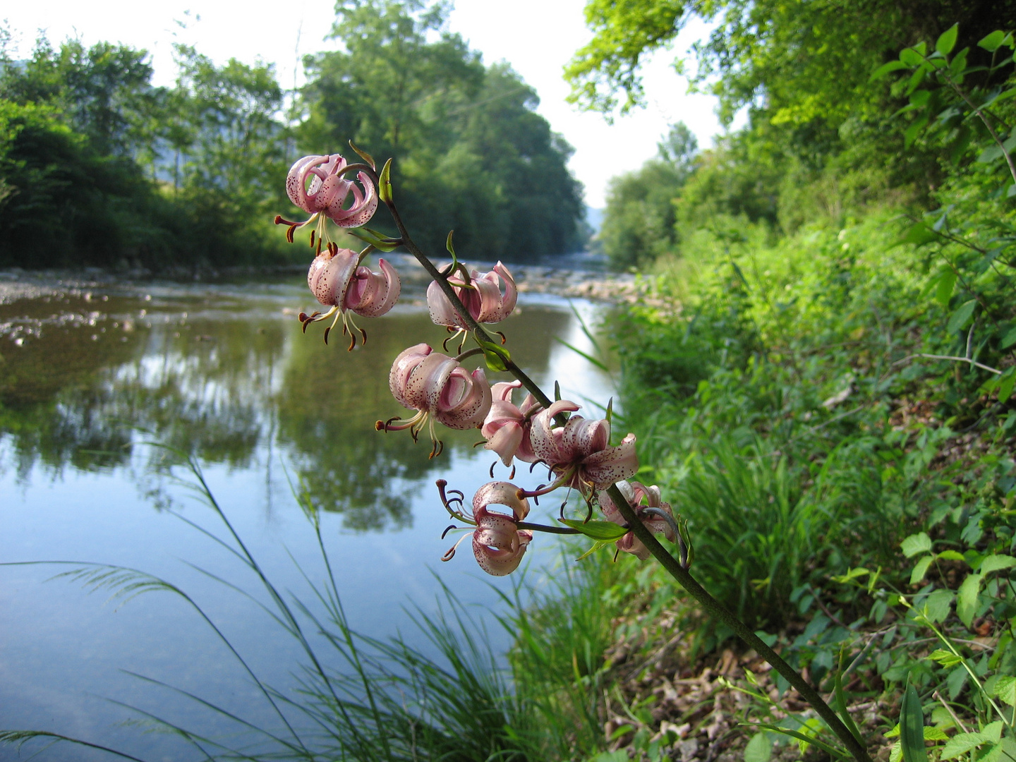 Türkenbund