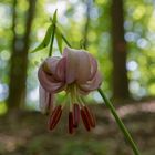 Türkenbund im Buchenwald