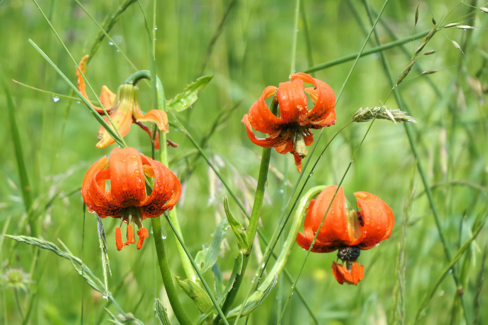 Türkenbund in einer Bergwiese