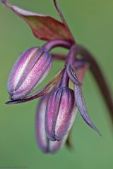 Türkenbund-Knospen