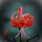 Türkenbund Lilie (Lilium martagon)