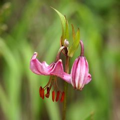 Türkenbund-Lilie, Lilium martagon