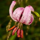 Türkenbund-Lilie (Lilium martagon)