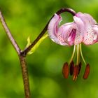 Türkenbund-Lilie (Lilium martagon)